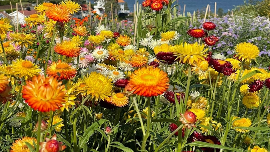Blomstergården utsiktsbilde