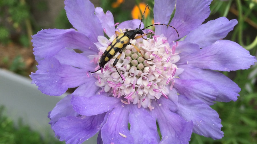 Blomst